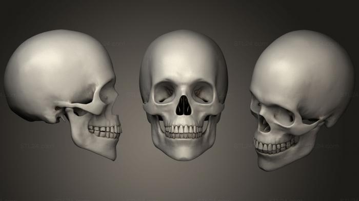 Анатомия скелеты и черепа (Череп41, ANTM_1065) 3D модель для ЧПУ станка